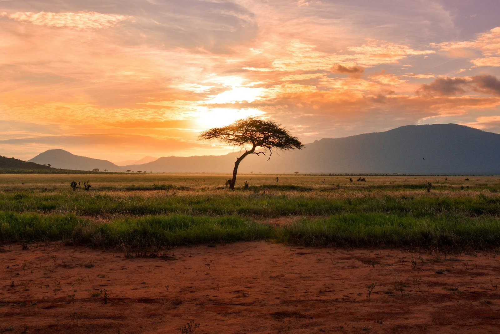 Acacia trees on open African savanna at first light